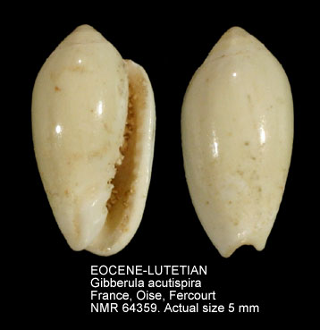 EOCENE-LUTETIAN Gibberula acutispira.jpg - EOCENE-LUTETIANGibberula acutispira(Cossmann,1889)